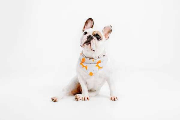 Fransız buldozer. Köpekler için giyim. Beyaz arka plan üzerinde izole giyinmiş köpek