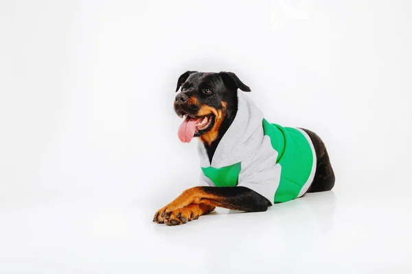 Białym Tle Pies Rottweiler — Zdjęcie stockowe