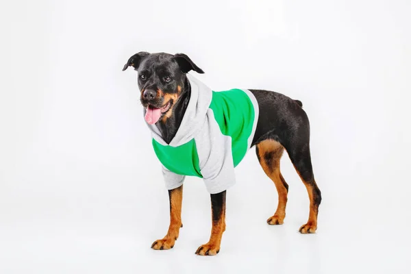 Rottweiler dog isolated on white background