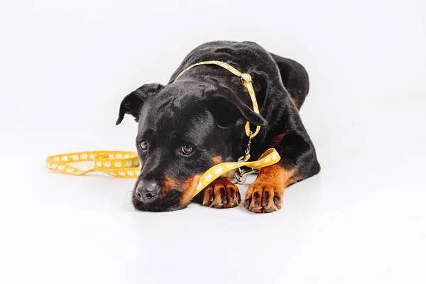 Rottweiler Perro Aislado Sobre Fondo Blanco — Foto de Stock