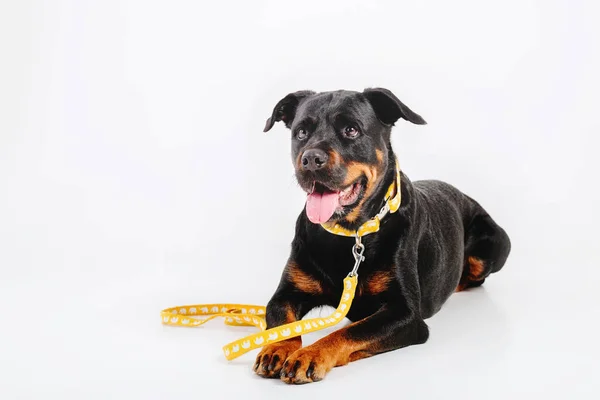 Rottweiler Perro Aislado Sobre Fondo Blanco — Foto de Stock