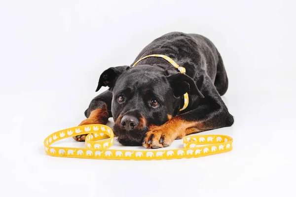 Rottweiler Perro Aislado Sobre Fondo Blanco — Foto de Stock