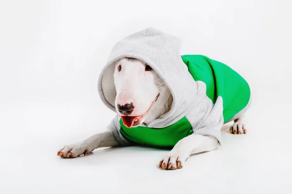 Bull Terrier Pies Ubrania Dla Psów Ubrany Pies Białym Tle — Zdjęcie stockowe