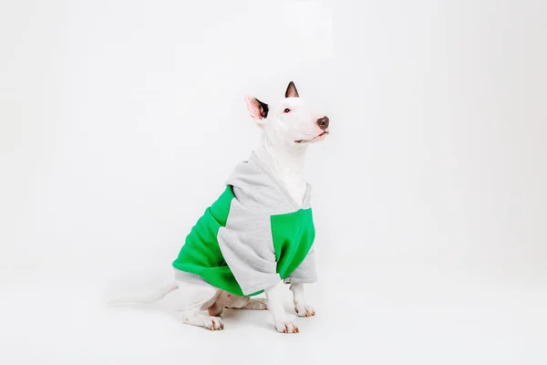 Bull Terrier Dog. Clothes for dogs. Dressed dog isolated on white background
