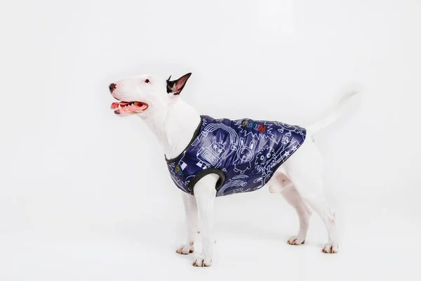Bull Terrier Dog Ropa Para Perros Perro Vestido Aislado Sobre —  Fotos de Stock