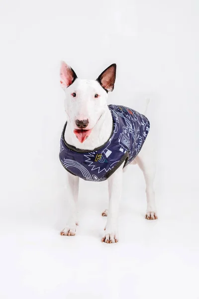 Bulteriér Pes Oblečení Pro Psy Oblečený Pes Izolovaných Bílém Pozadí — Stock fotografie