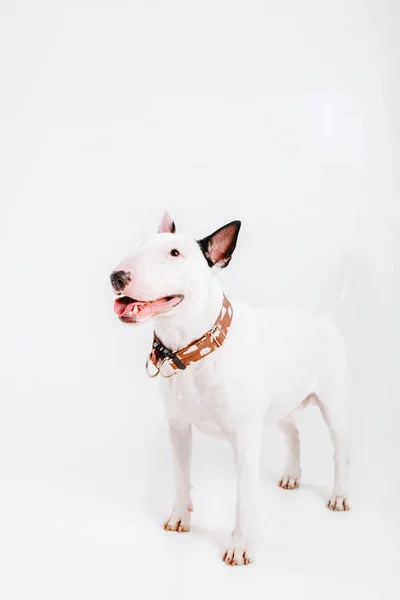 Bulteriér Pes Oblečení Pro Psy Oblečený Pes Izolovaných Bílém Pozadí — Stock fotografie
