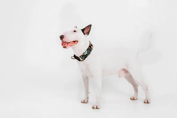 Bull Terrier Hund Kläder För Hundar Klädd Hund Isolerad Vit — Stockfoto