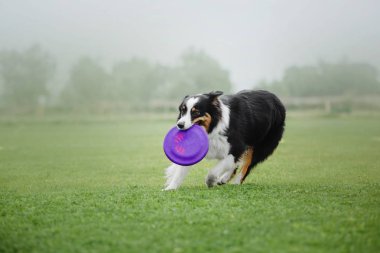 Uçan bir disk köpek yakalar