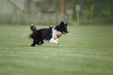Uçan bir disk köpek yakalar