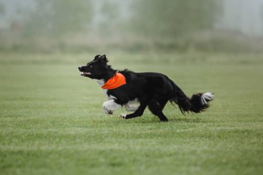 Uçan bir disk köpek yakalar