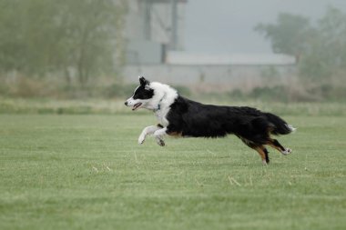 Uçan bir disk köpek yakalar