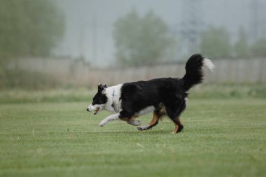 Uçan bir disk köpek yakalar