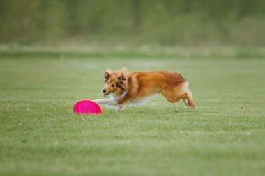 Uçan bir disk köpek yakalar