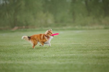 Uçan bir disk köpek yakalar