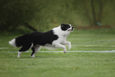 Uçan bir disk köpek yakalar
