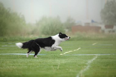 Uçan bir disk köpek yakalar