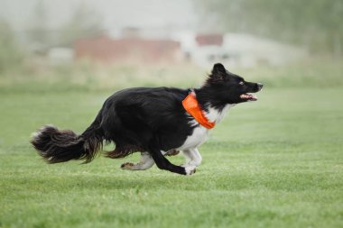 Uçan bir disk köpek yakalar