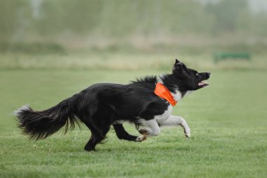 Uçan bir disk köpek yakalar