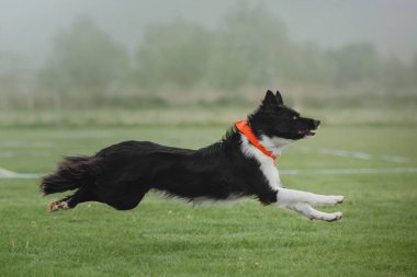 Uçan bir disk köpek yakalar