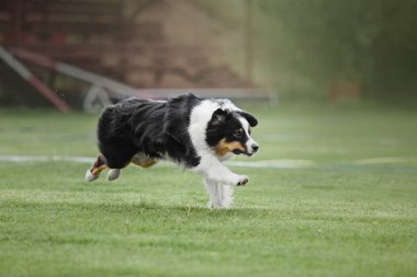 Uçan bir disk köpek yakalar