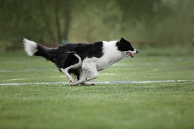 Uçan bir disk köpek yakalar