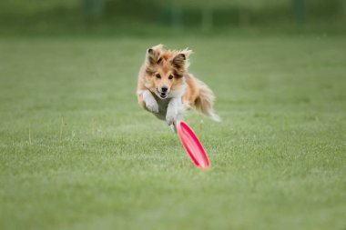 Uçan bir disk köpek yakalar