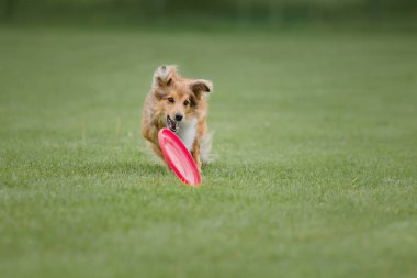 Uçan bir disk köpek yakalar