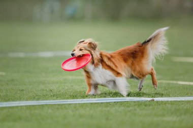 Uçan bir disk köpek yakalar