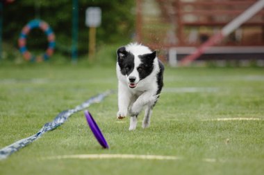 Uçan bir disk köpek yakalar