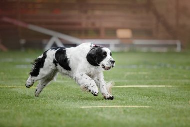 Uçan bir disk köpek yakalar