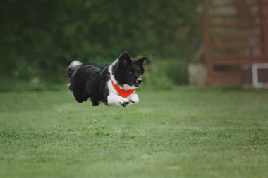 Uçan bir disk köpek yakalar