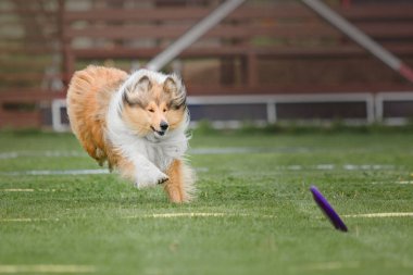 Uçan bir disk köpek yakalar