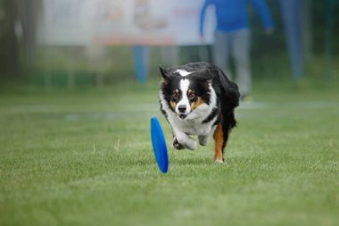 Uçan bir disk köpek yakalar