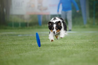 Uçan bir disk köpek yakalar