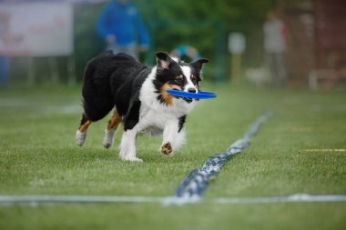 Uçan bir disk köpek yakalar