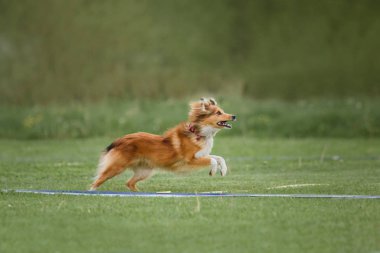 Uçan bir disk köpek yakalar