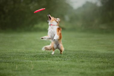 Uçan bir disk köpek yakalar