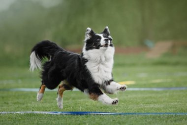 Uçan bir disk köpek yakalar