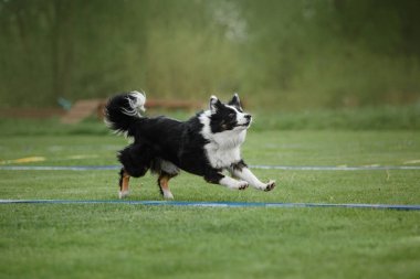 Uçan bir disk köpek yakalar