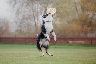 Uçan bir disk köpek yakalar