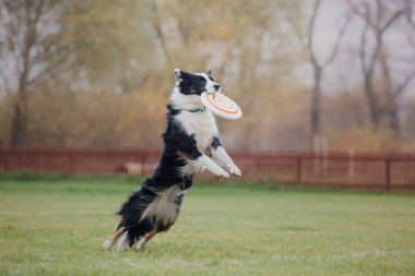Uçan bir disk köpek yakalar