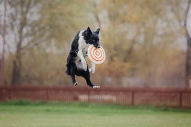 Uçan bir disk köpek yakalar