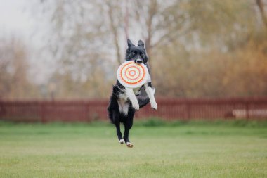 Uçan bir disk köpek yakalar