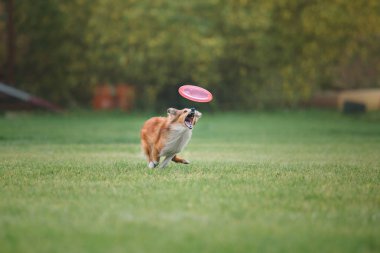 Uçan bir disk köpek yakalar