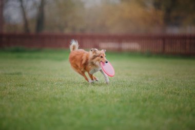 Uçan bir disk köpek yakalar