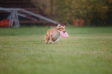 Uçan bir disk köpek yakalar