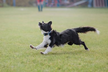Uçan bir disk köpek yakalar
