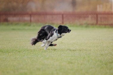 Uçan bir disk köpek yakalar
