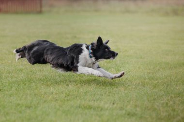 Uçan bir disk köpek yakalar